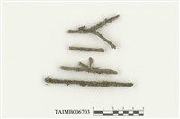 藏品(叉蘚屬)的圖片